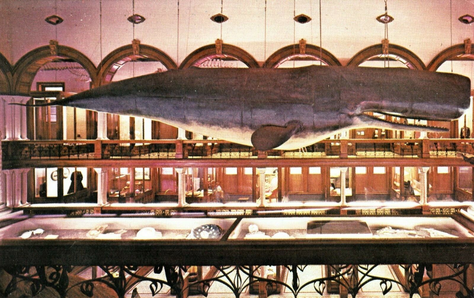 Vintage Sperm Whale Postcard