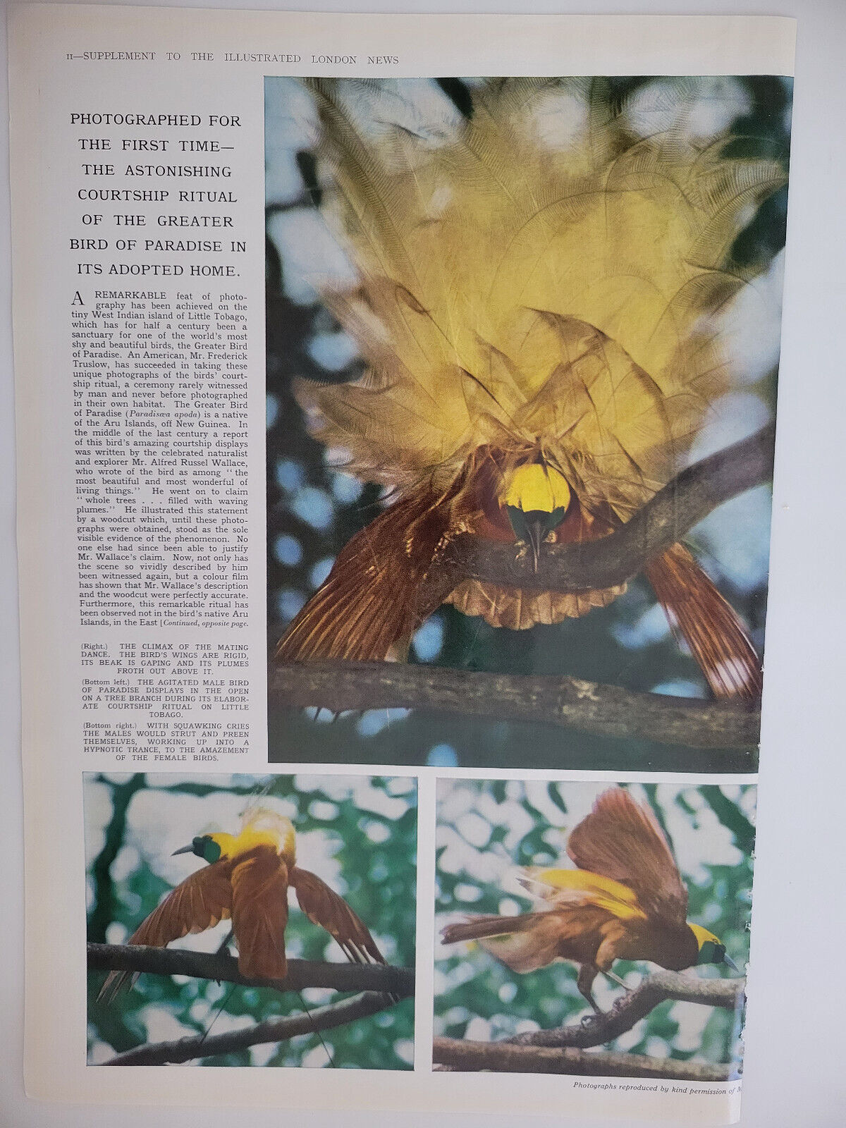 Bird of Paradise Mating Ritual Captured On Camera Original 1959 ILN ~9.5x14\