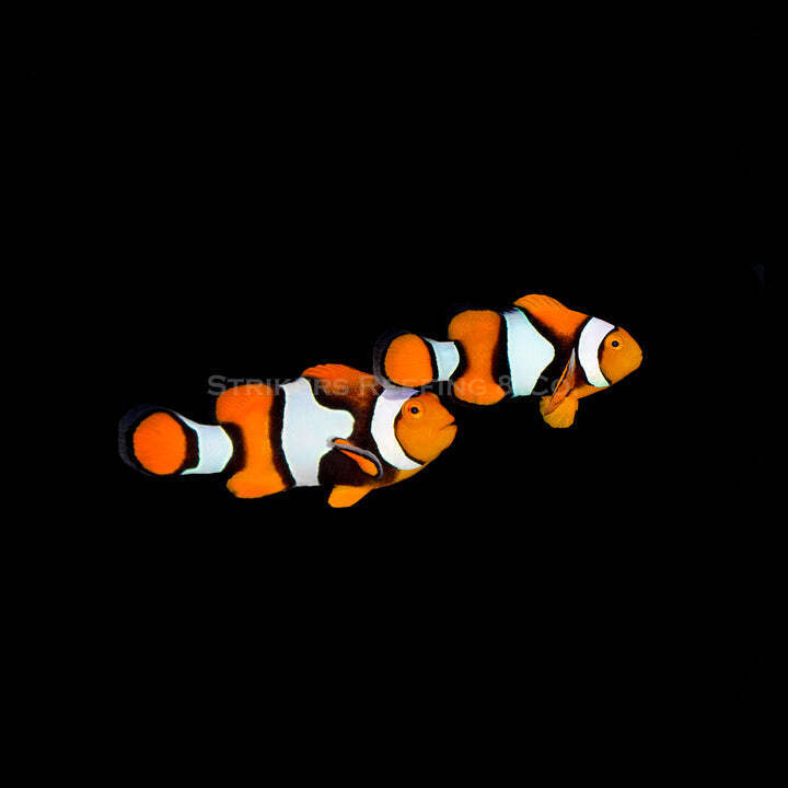 True Wild Percula Clownfish Pair - WYSIWYG Live Saltwater Fish - 