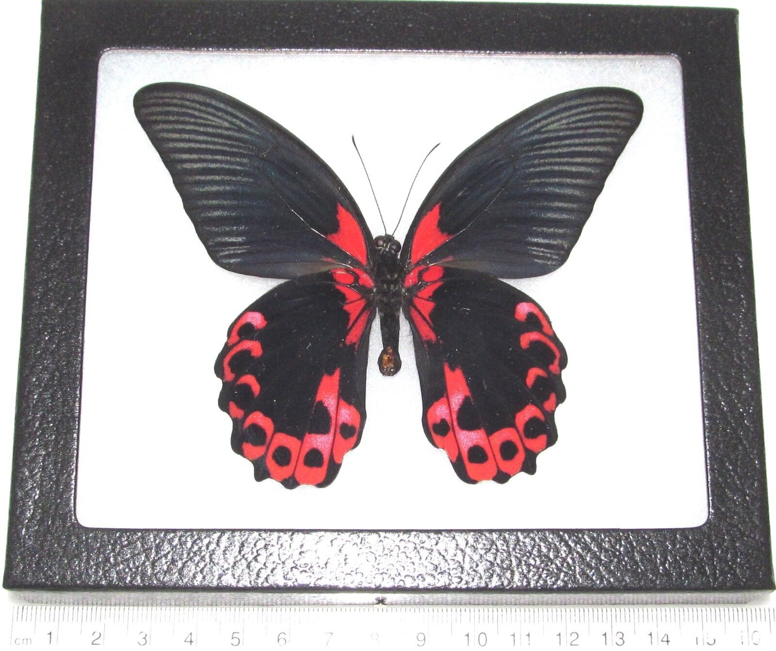 Papilio rumanzovia REAL FRAMED BUTTERFLY RED PINK PHILIPPINES