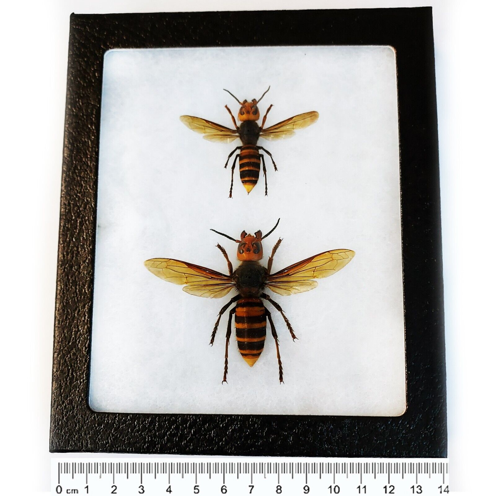 Vespa mandarinia WORKER + QUEEN wasp murder hornet Japan