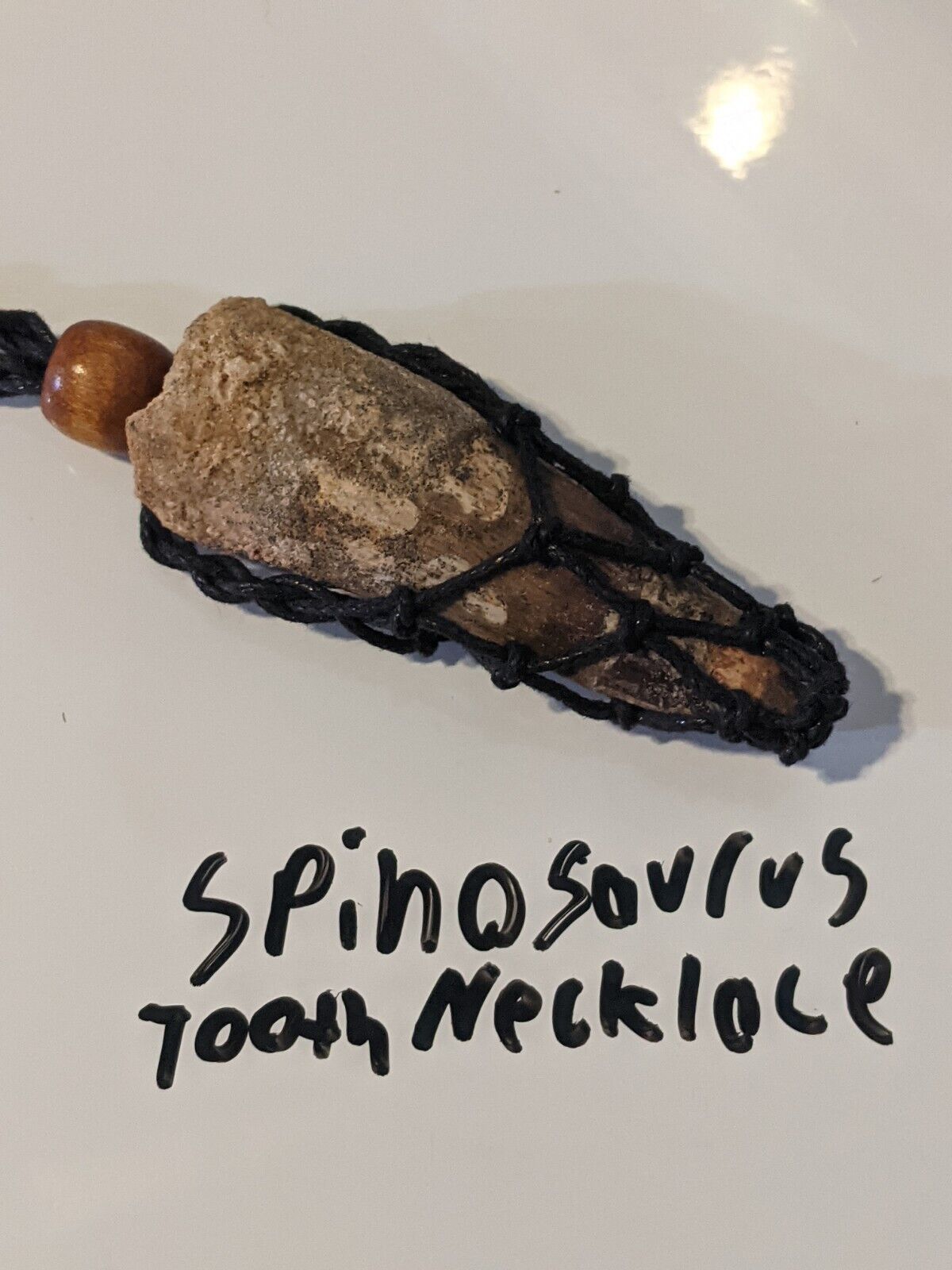 Genuine Spinosaurus Tooth Necklace From Late Cretaceous Found In Kem Kem Basin