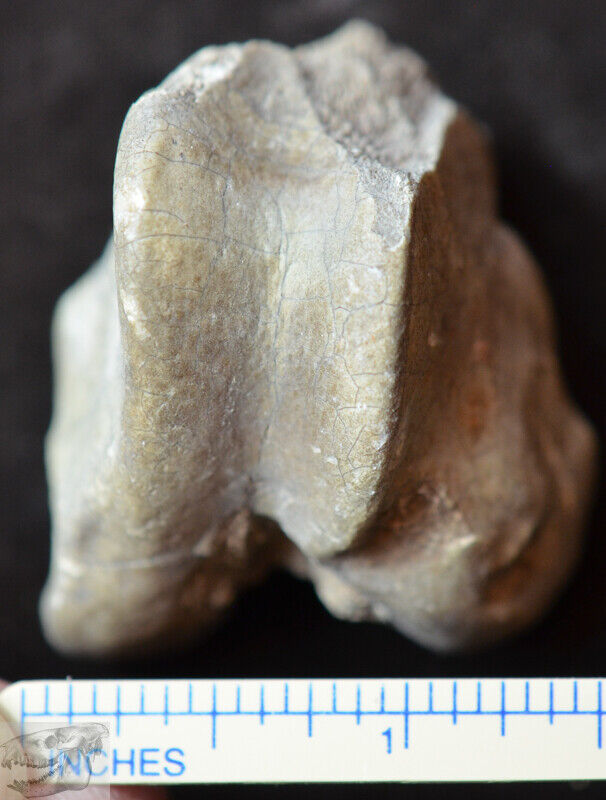 Oreodont Femur Distal, Leg Fossil, Merycoidodon culbertsoni, Badlands, SD, O1437