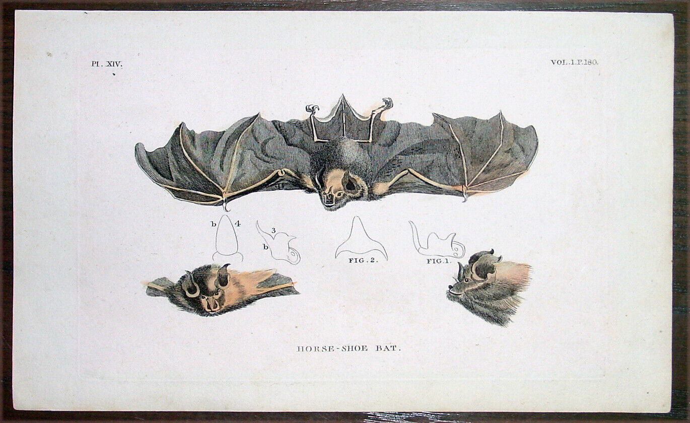 1777 Thomas Tennant & Moses Griffiths Antique Print of a Horse-Shoe Bat