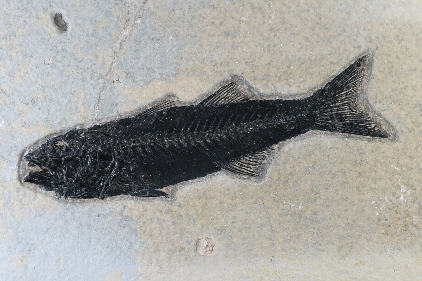 Fossil Fish Superb 5.5\