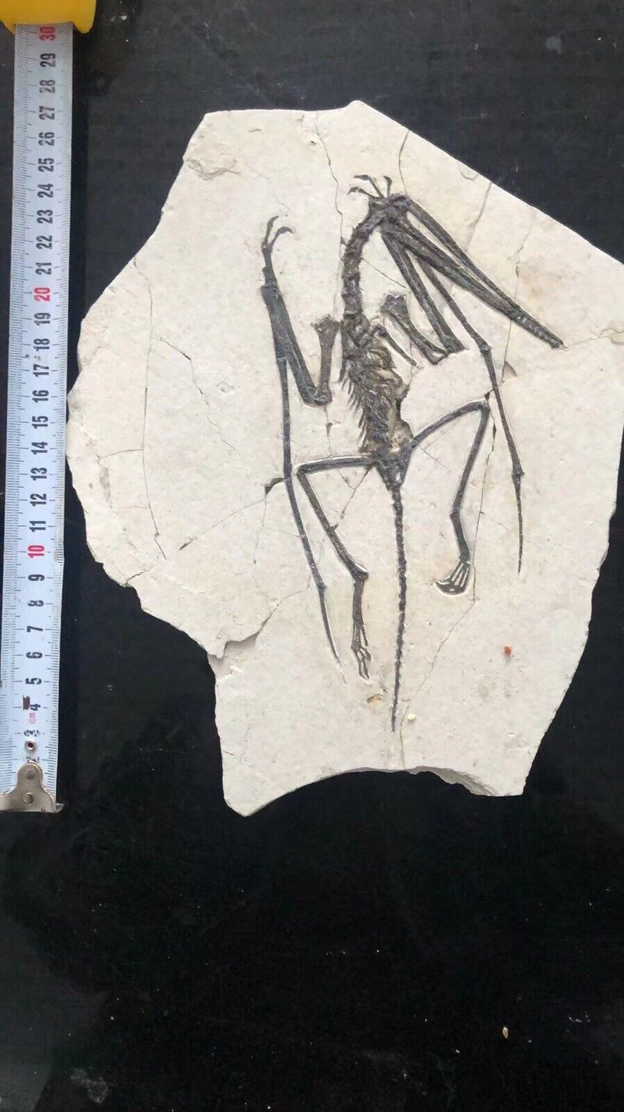 Model…. Rare Chinese Best Triassic  pterosaur Dinosaur fossil