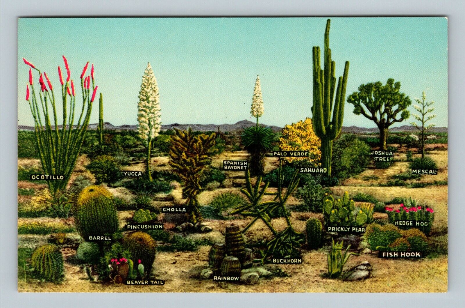 Diagram Desert Vegetation, Vintage Postcard