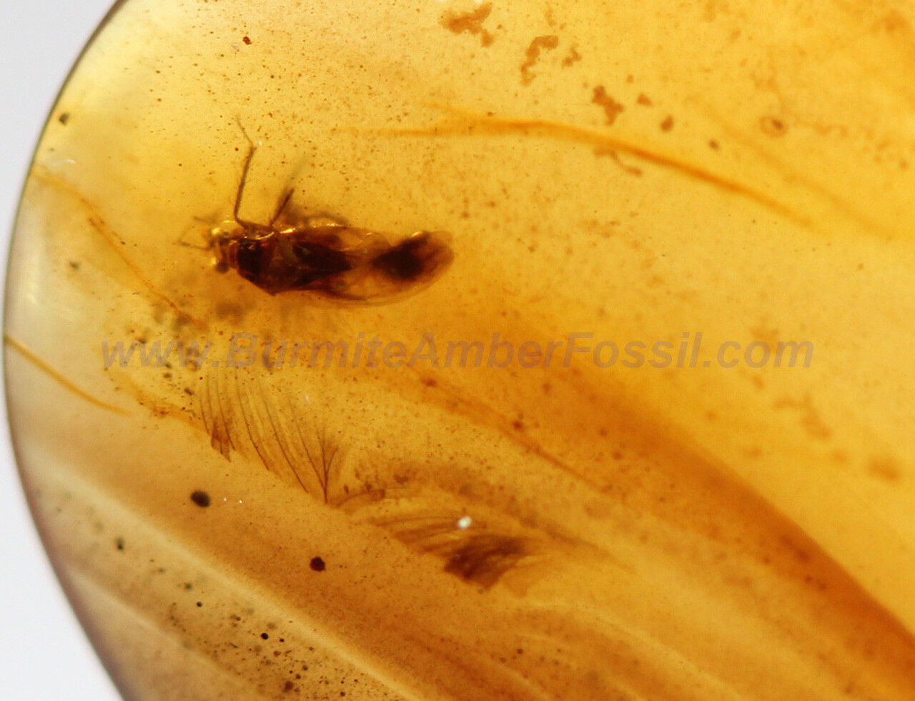 Burmite Amber Fossil - SC5260 Rare Feather and Hemiptera w/ Certificate