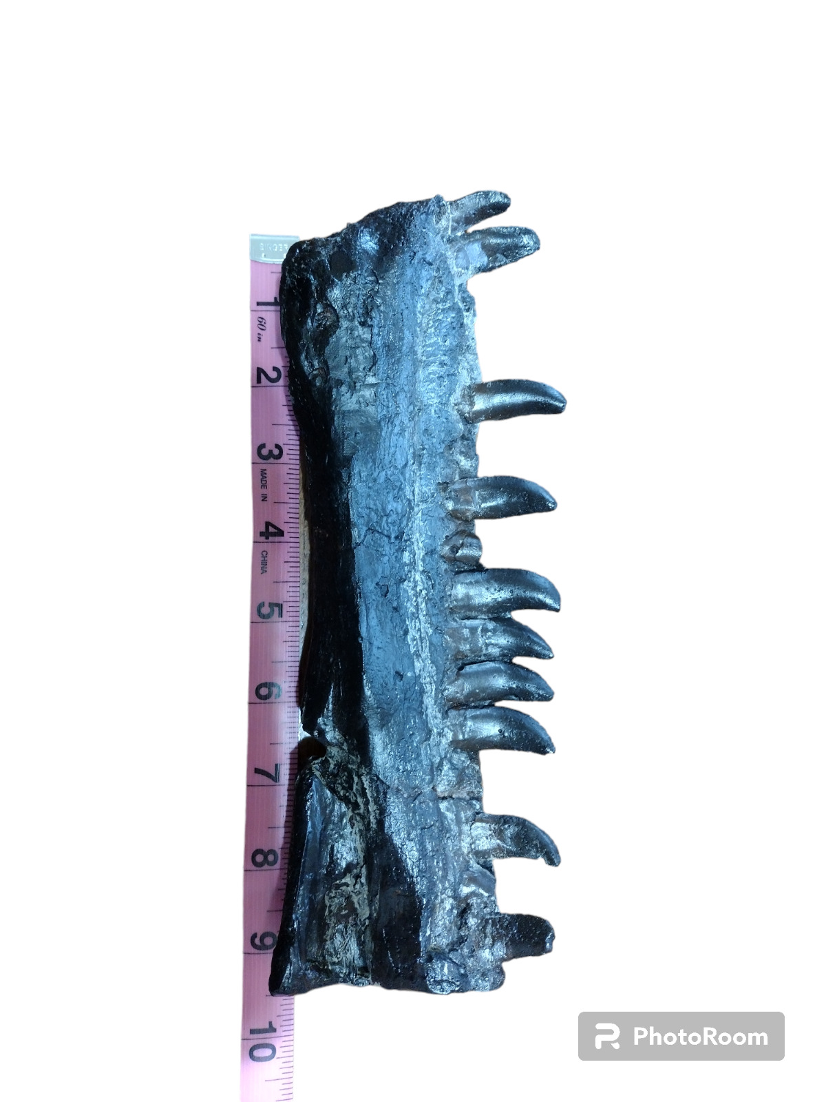 Allosaurus fragilis partial dentary fossil replica