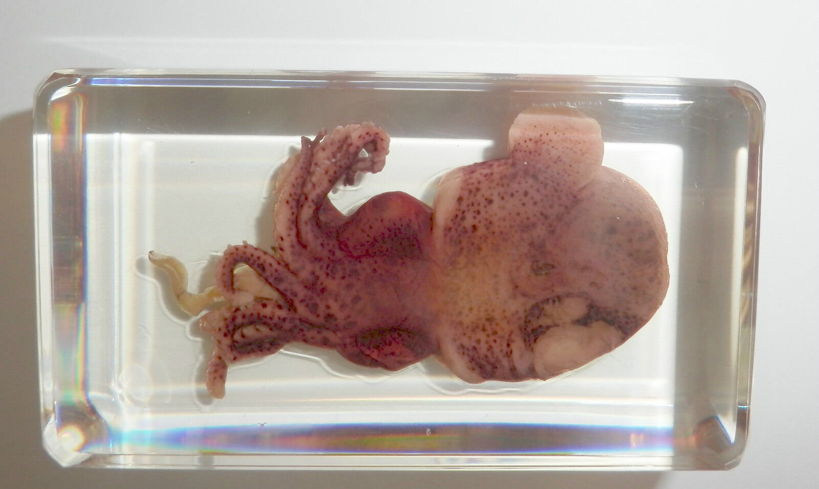 Cuttlefish Mimika Bobtail Squid Specimen Clear Acrylic Block Education Tool BK2