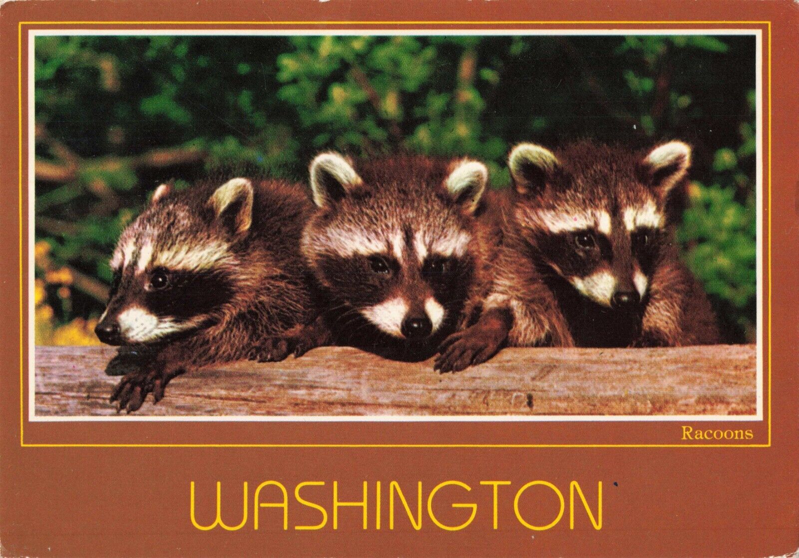 Washington WA, Three Little Racoons, Vintage Postcard