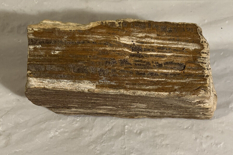 Petrified Wood Slab 1.9 Pound 6\