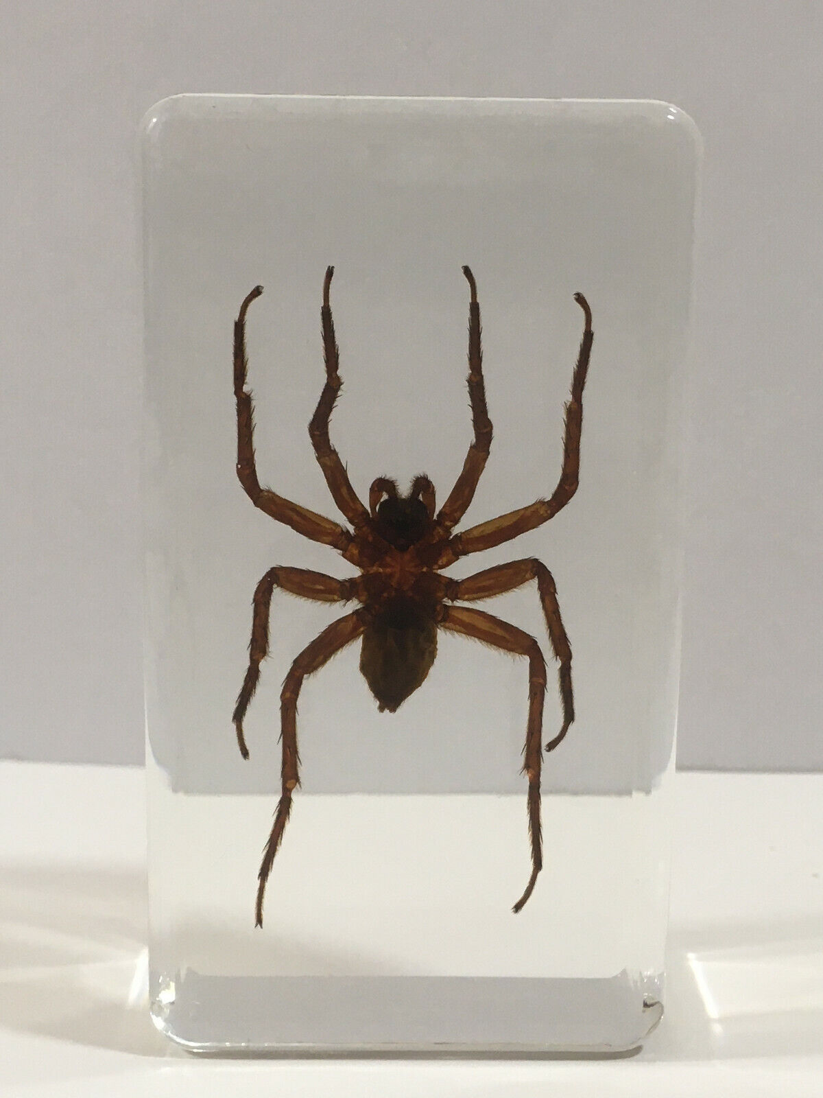Spider in Resin - Real Spider Insect Taxidermy Specimen Educational Odd Gifts