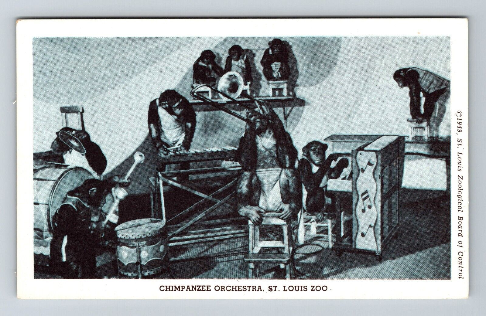 St Louis MO-Missouri, Chimpanzee Orchestra, St Louis Zoo, Vintage Postcard