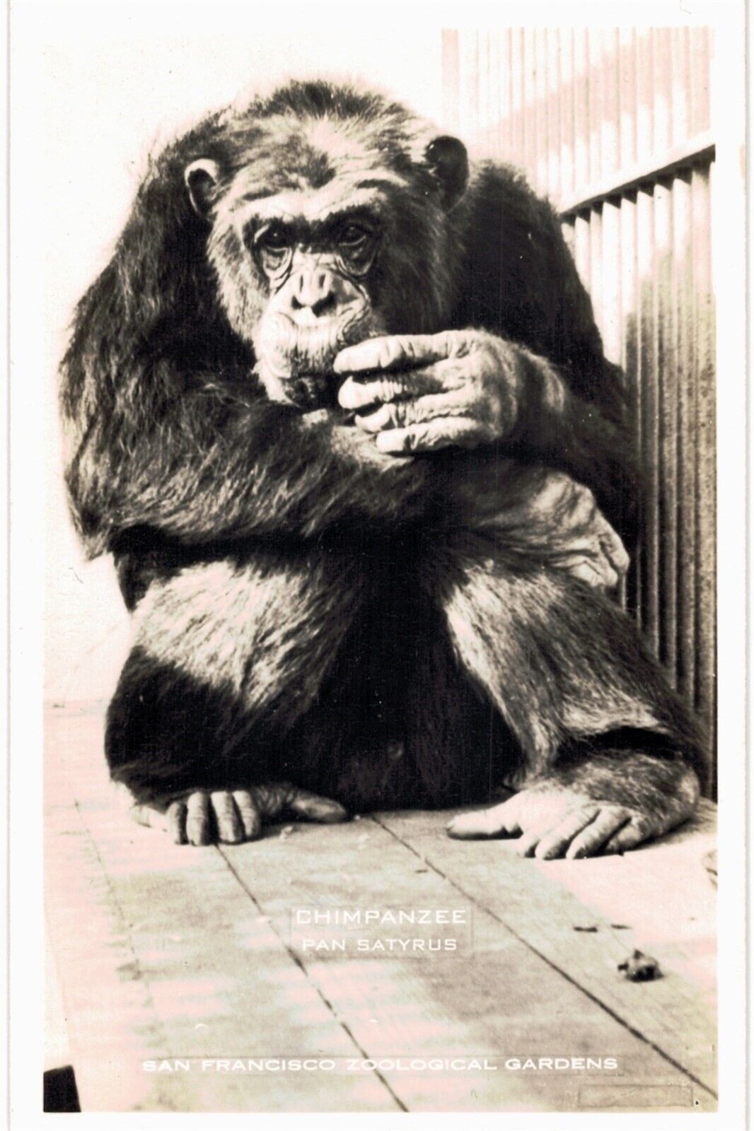 San Francisco Zoo RPPC Chimpanzee 1950s Unused Real Photo CA 