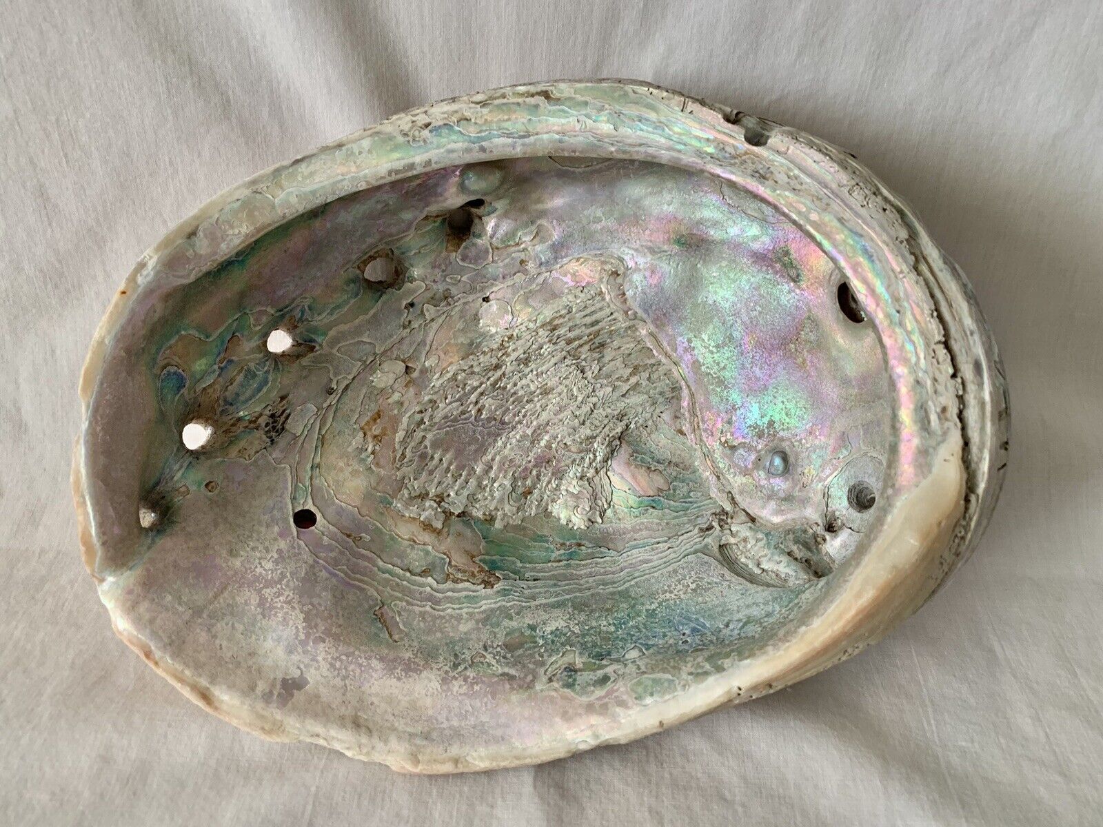 Abalone Shell Natural Iridescent Mother Of Pearl California Ocean 2lb Dish 8x6.5