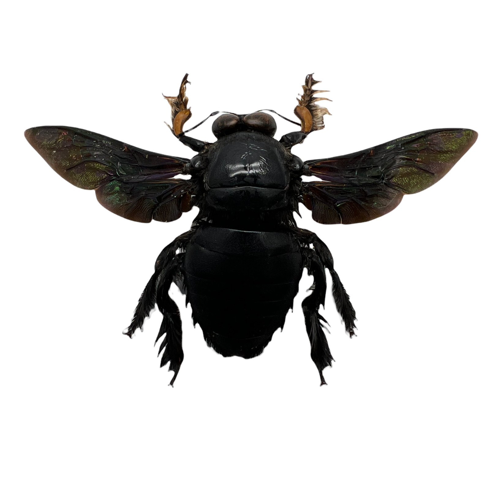 Giant Black Tropical Carpenter Bee Xylocopa Latipes Insect Specimen (M)