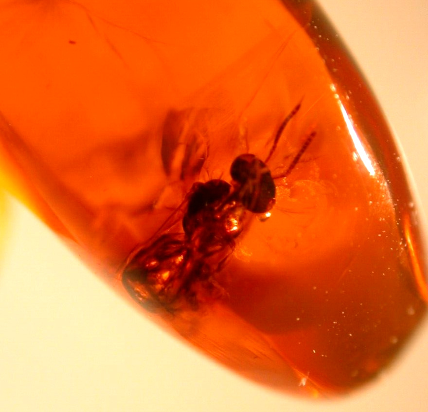 EXTINCT Bee with Nice Antennae in Dominican Amber Fossil Gemstone