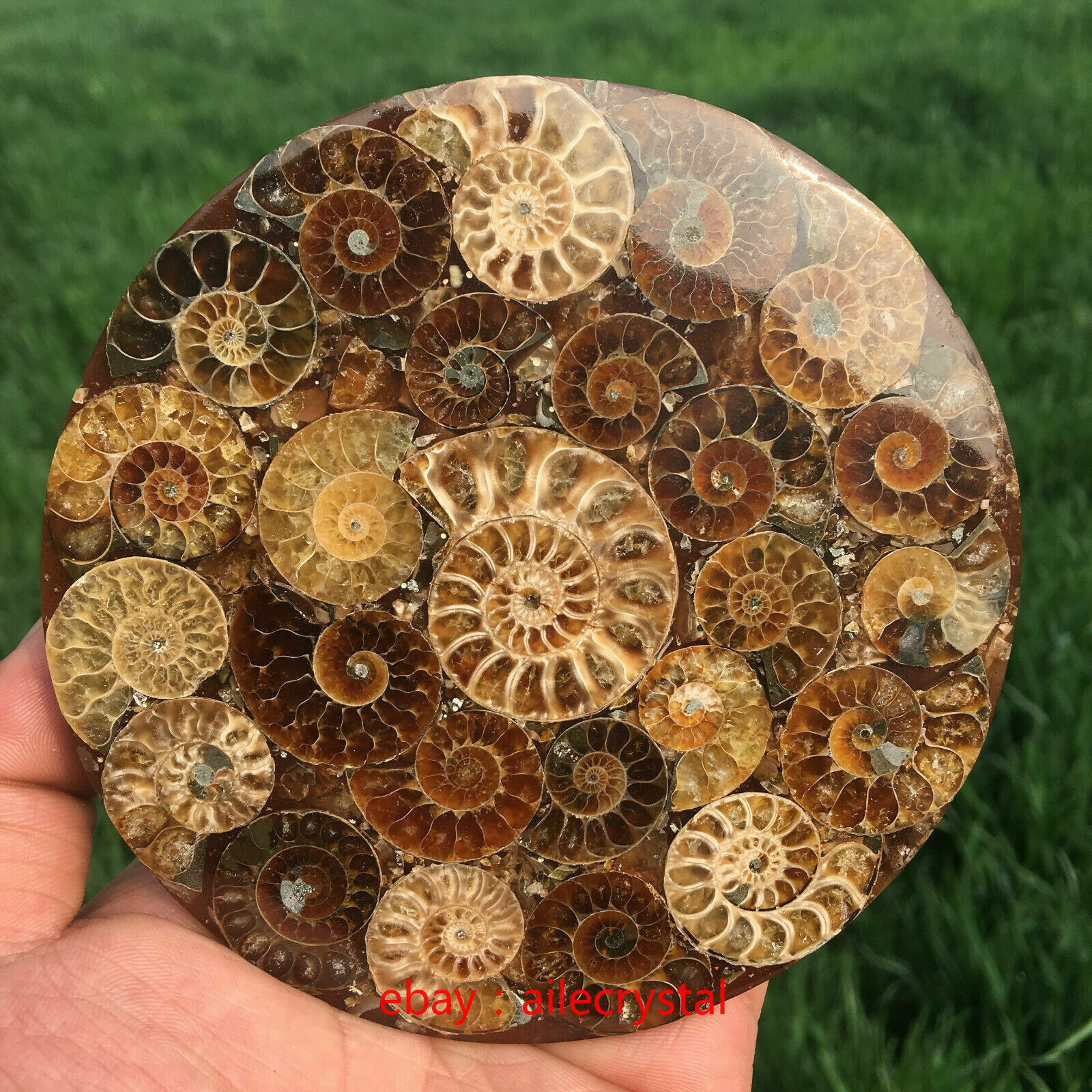 Natural Ammonite Disc Fossil Conch Specimen Healing +Stand 1PC 100G+