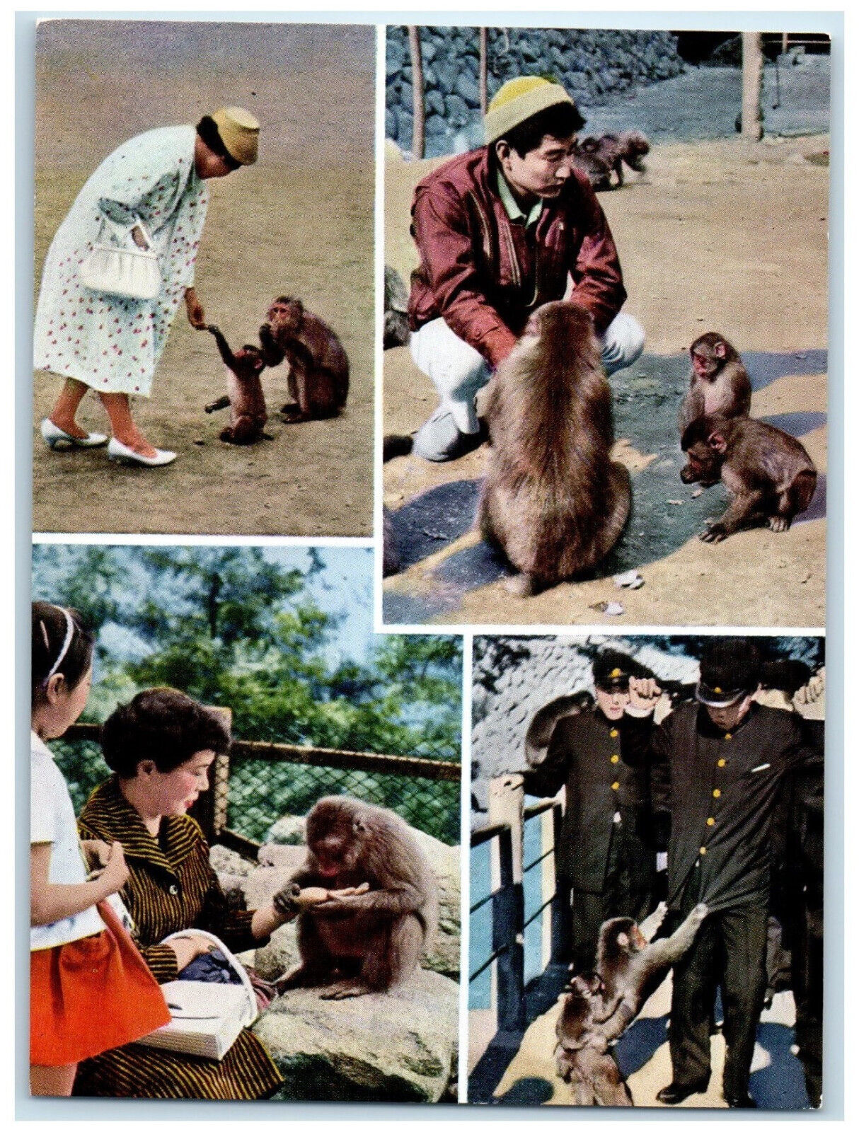 c1950's National Park Mt. Takasaki Oita Japan Animal Multiview Postcard