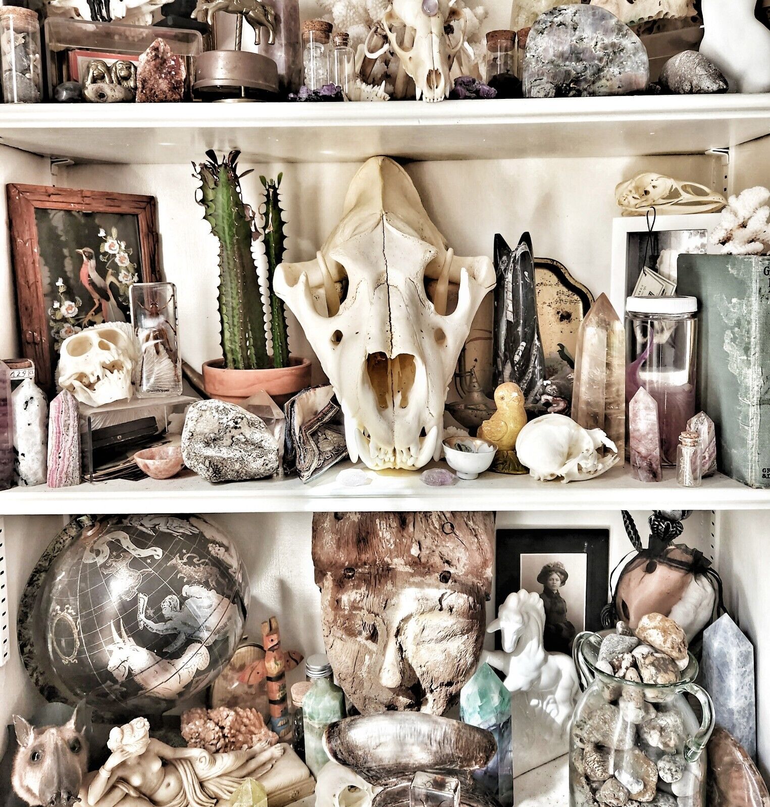 Oddities lot, Oddities,Curiosities, Animal Bones, Skulls, Taxidermy, Skull