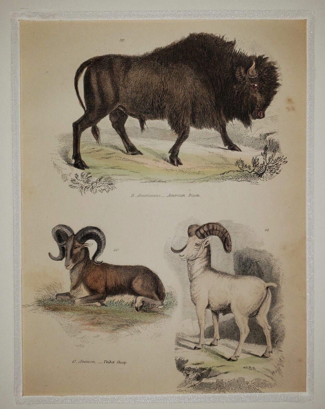 ALEXANDER FRANCIS LYDON (1836–1917) Original ANTIQUE Colored Engraving Bison