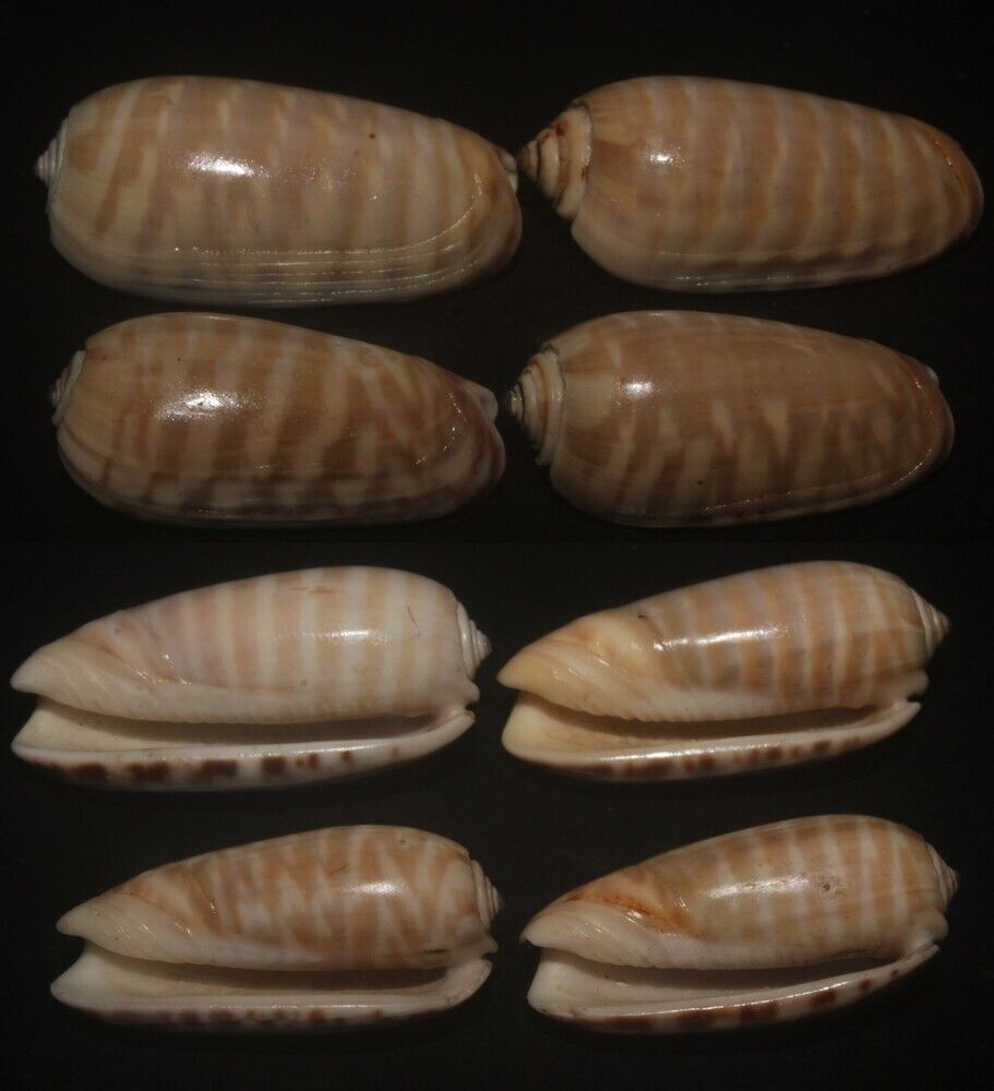 Tonyshells Seashells Oliva rufula SET OF 4 REDDISH OLIVE 28 - 33mm F+++/gem, sup