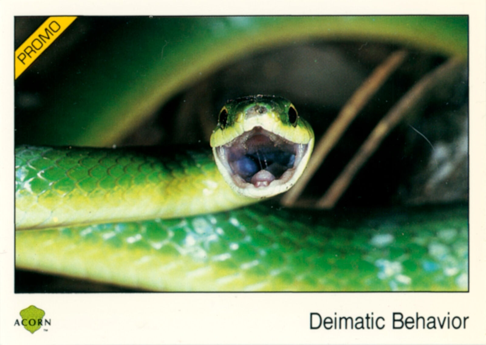 Rare 1991 Acorn Biosphere Promo Card 80 Deimatic Behavior - Smooth Green Snake