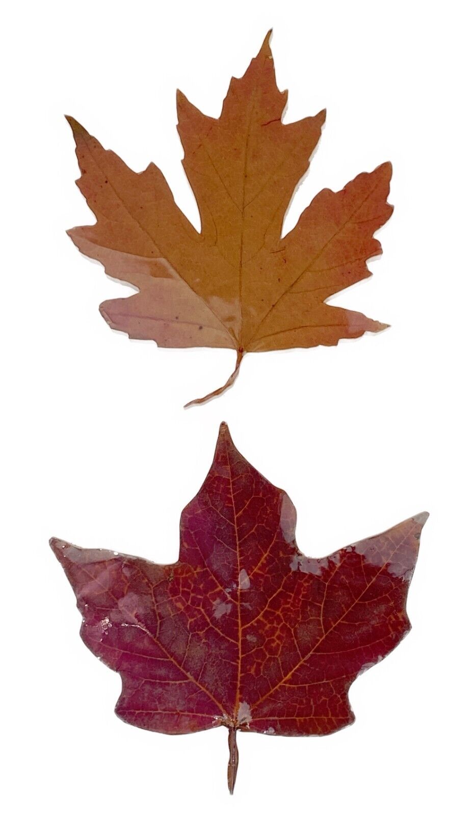 Poor Richard’s Art Wood Cut Maple Leaves Leaf Fridge 2 Magnets  4x4 Magnet