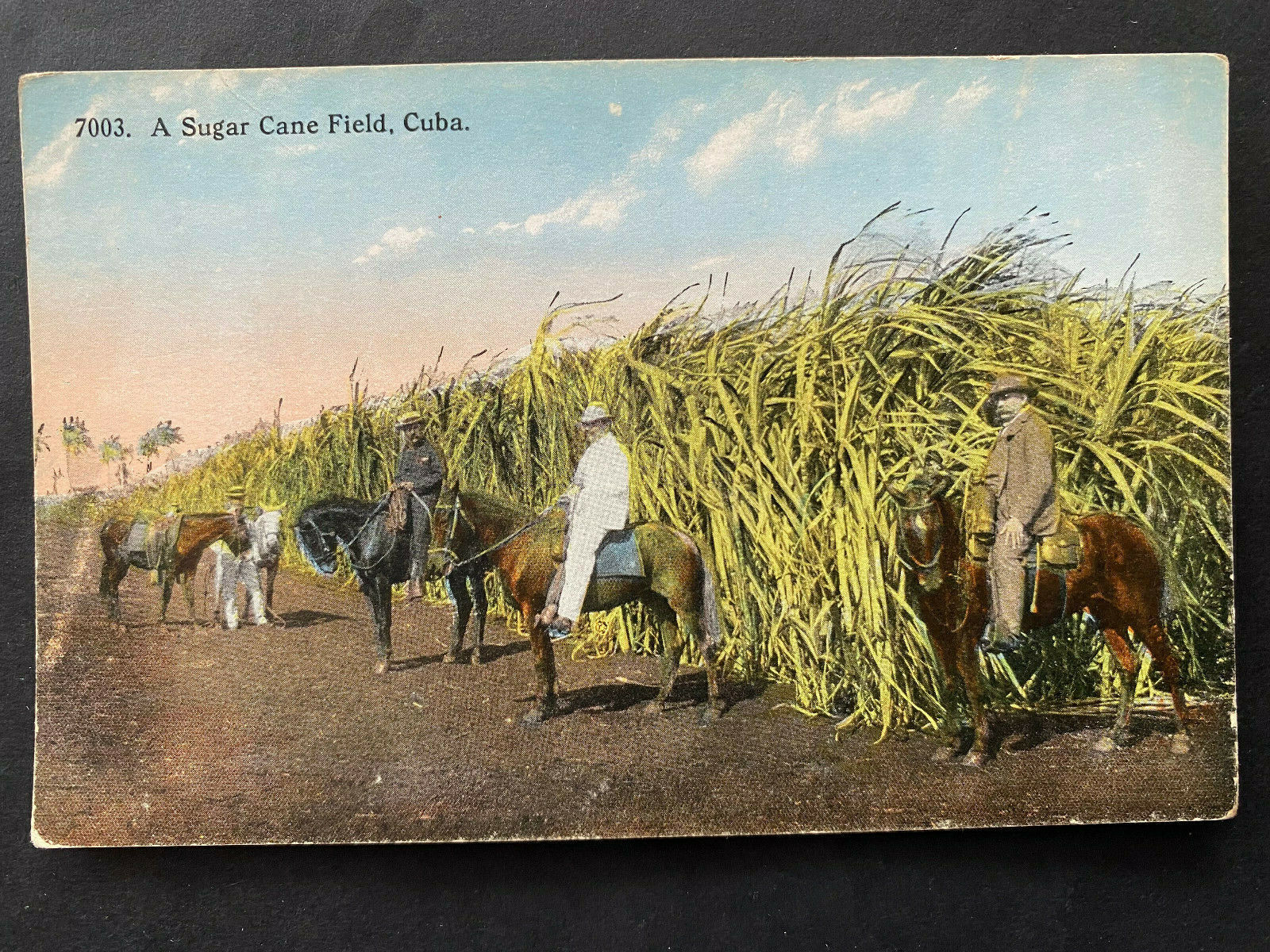 CARIBE 1900-20s, SUGAR CANE FIELD Post Card / Tarjeta Postal, sin usar/unused
