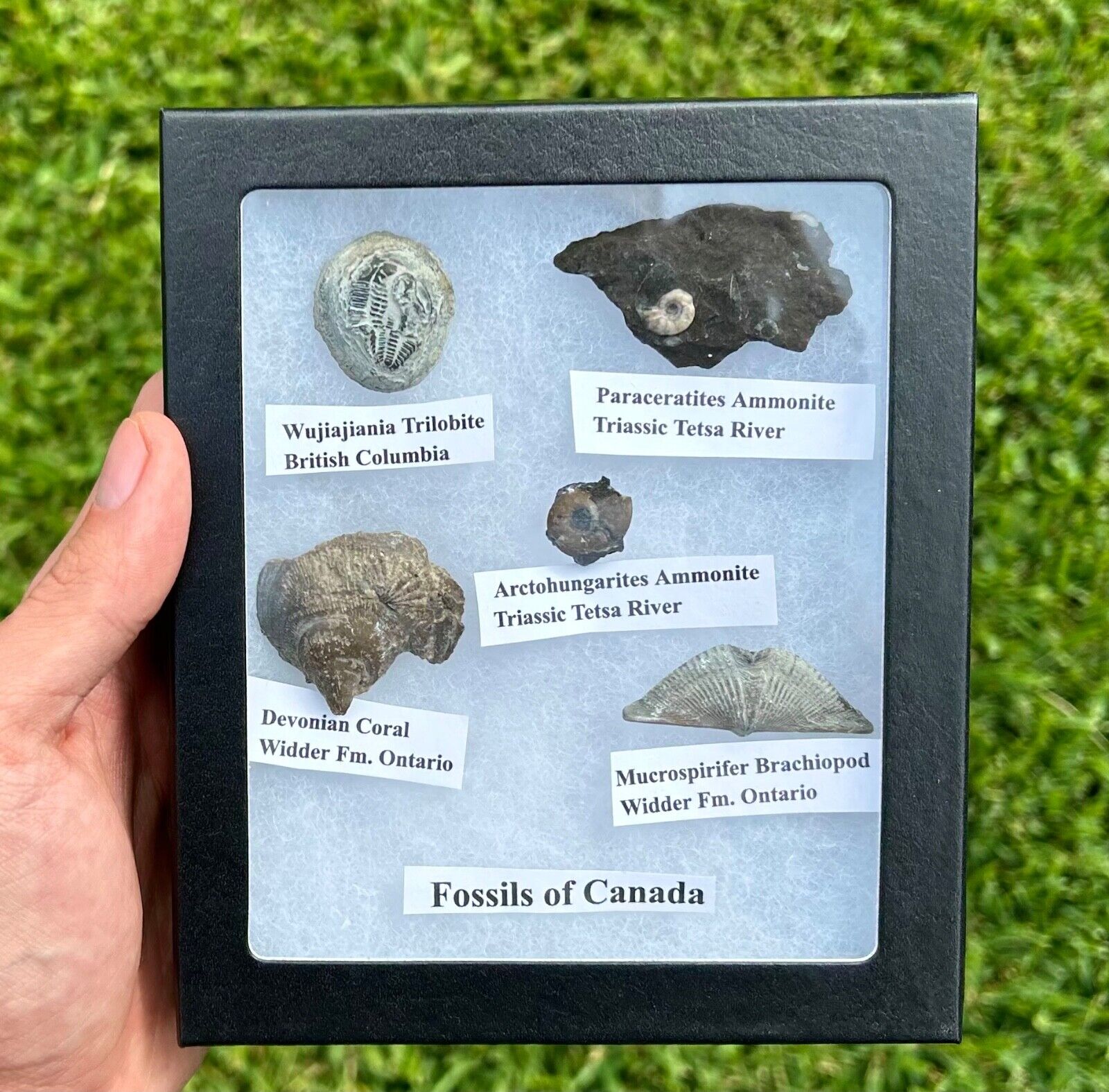 Fossils Of Canada Fossil Collection in Display Trilobite Ammonites Brachiopod