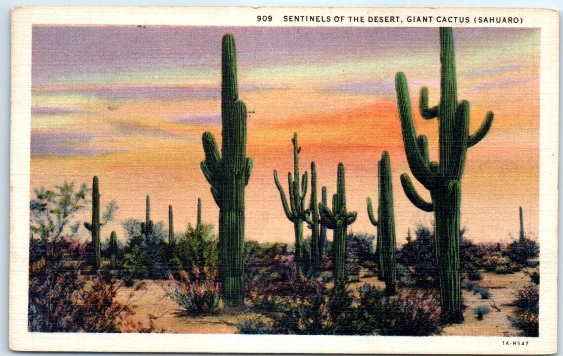 Postcard - Sentinels of the Desert, Giant Cactus (Saguaro)