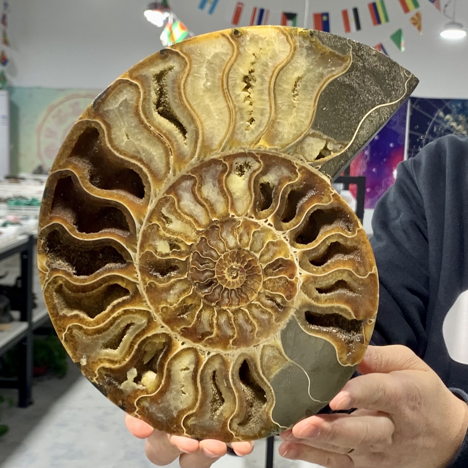 3.42LB Rare Natural Tentacle Ammonite FossilSpecimen Shell Healing Madagascar