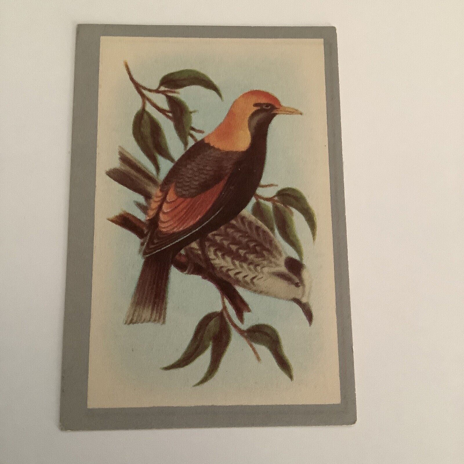 Regent Bower-Bird - Card No 4- Birds Of Australia - Malties Pty Ltd P