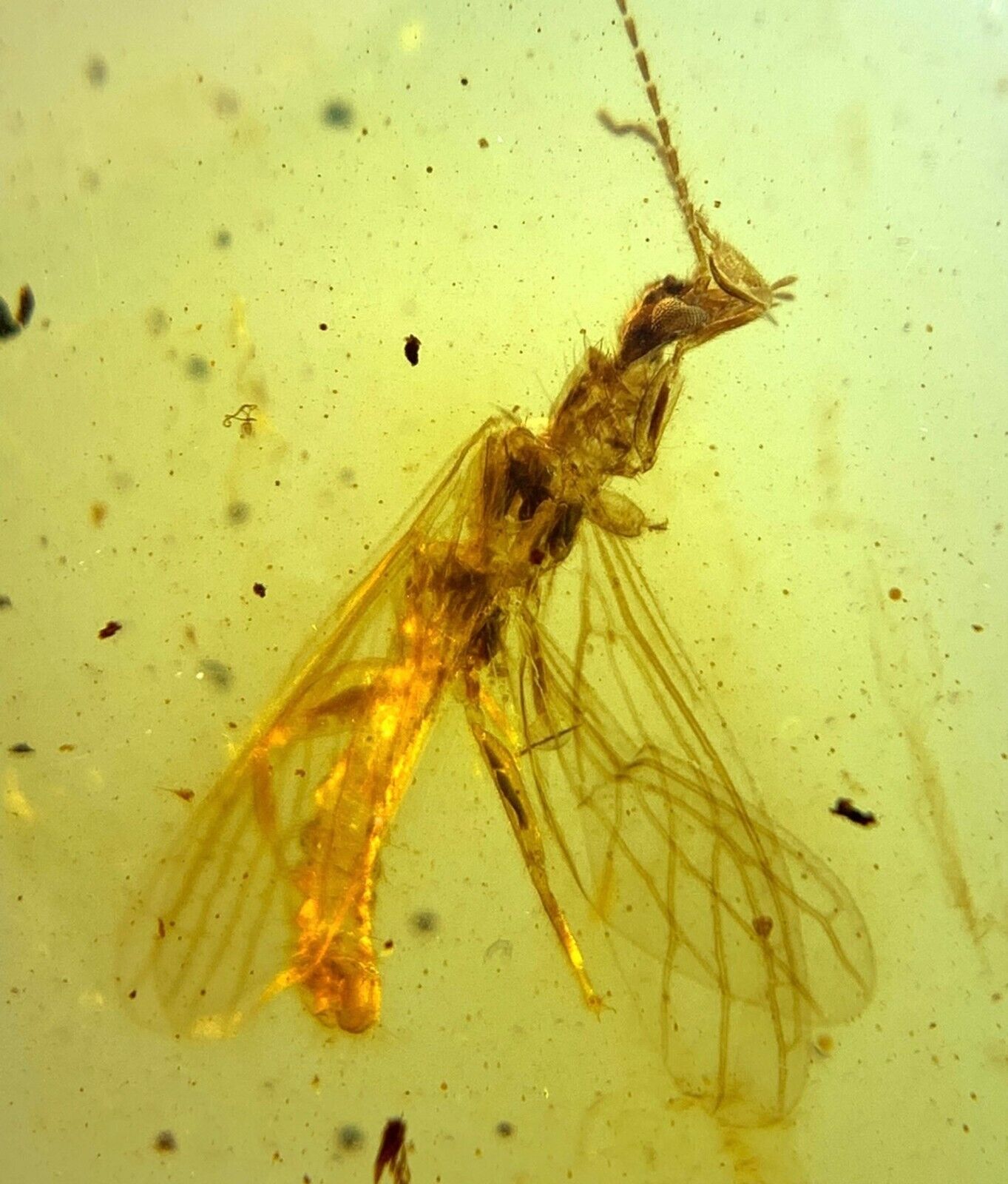 Fossil Burmese burmite Cretaceous Foot silk ant insect fossil amber Myanmar
