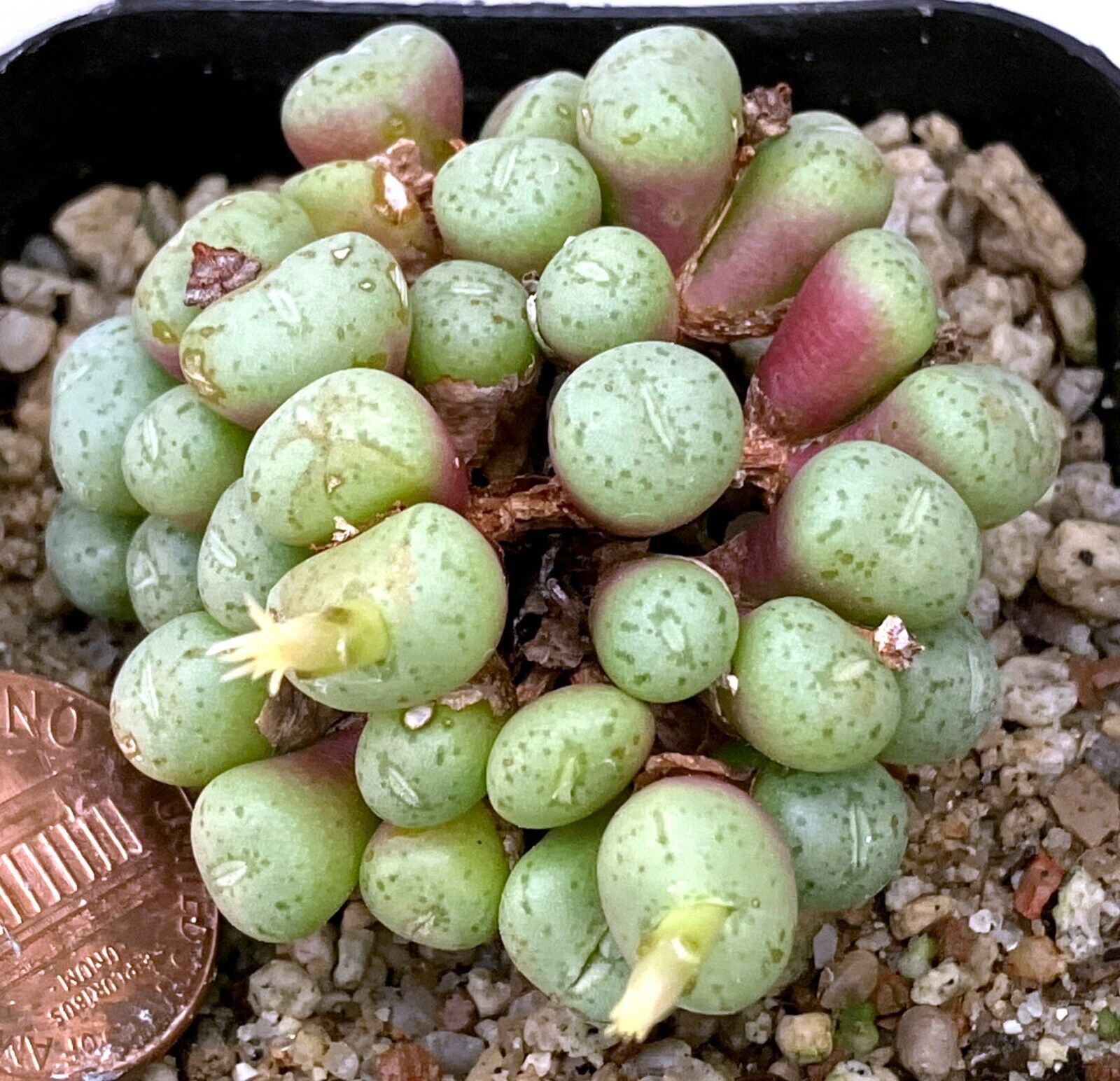 Mesembs Plant--Conophytum uviforme \