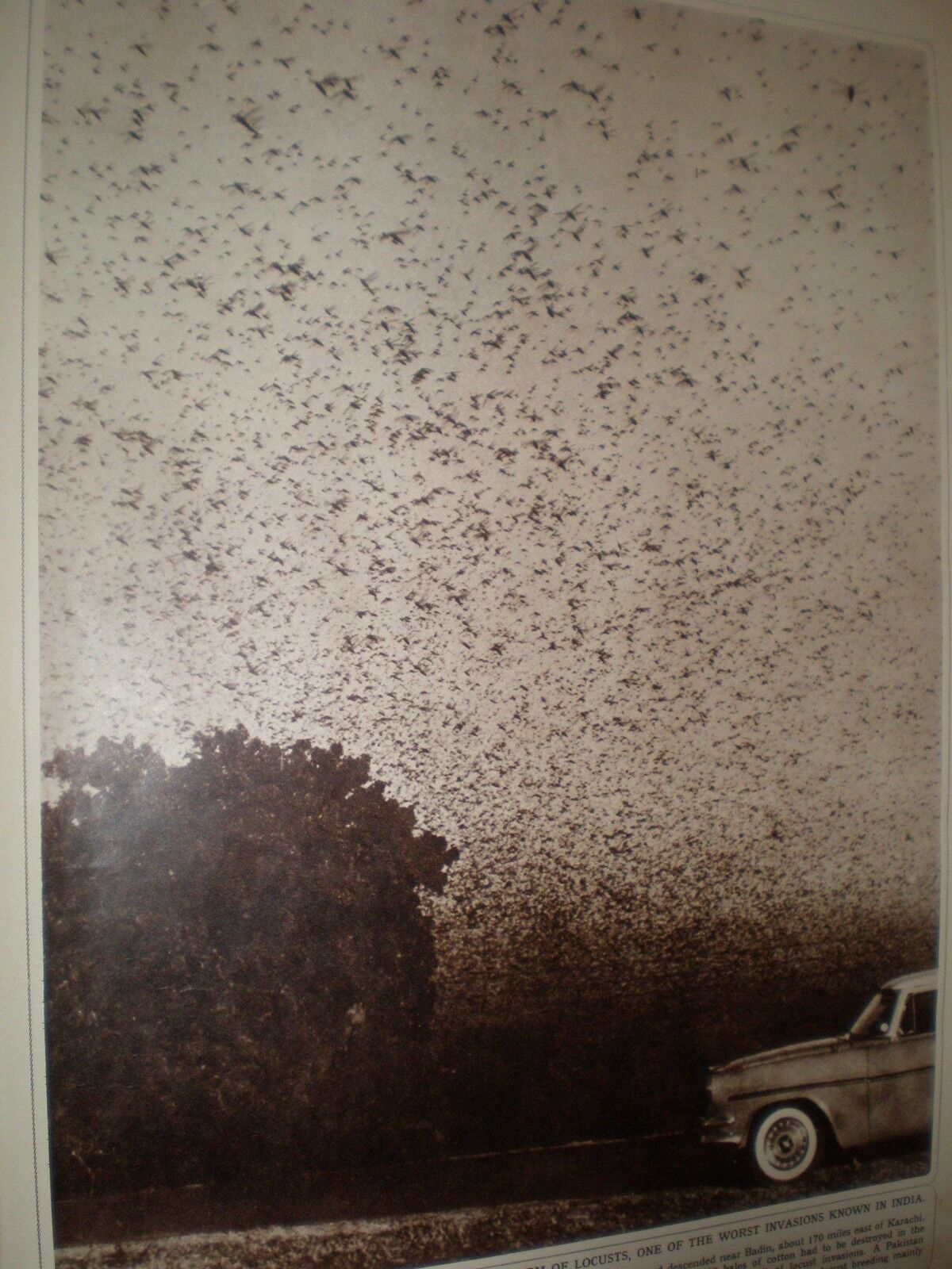 Photo article locust swarm New Delhi India 1962 ref AX