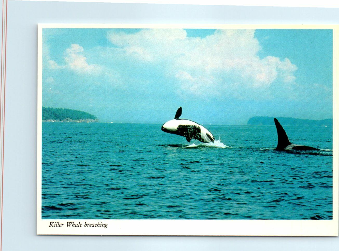 Postcard - Killer Whale Breaching