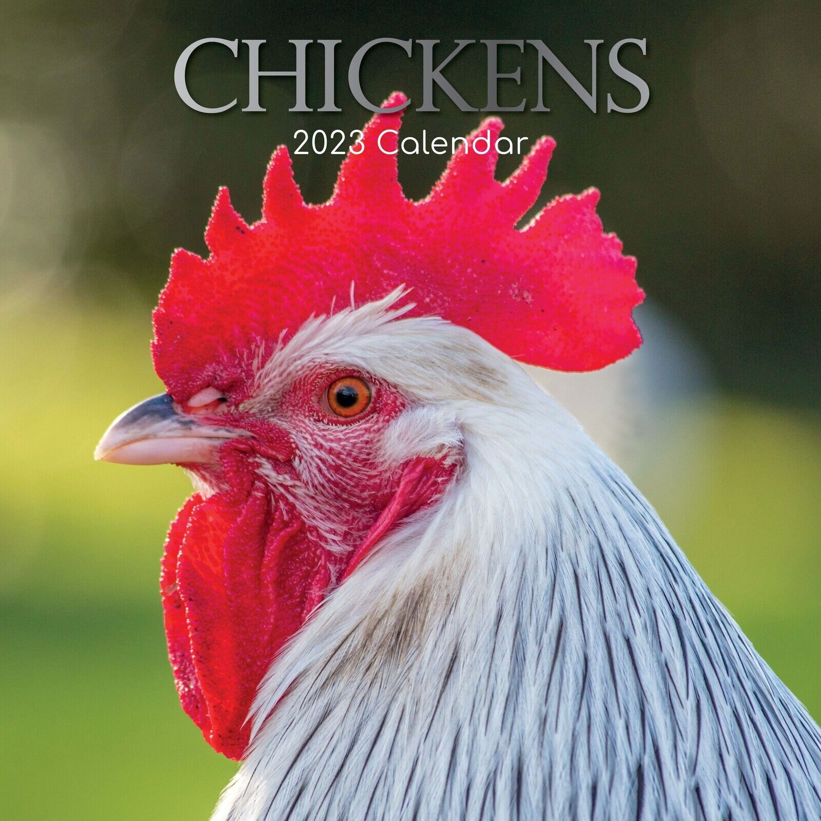 2023 Wall Calendar - Chickens, 12 x 12 Inch Monthly View, 16-Month, Animal Theme