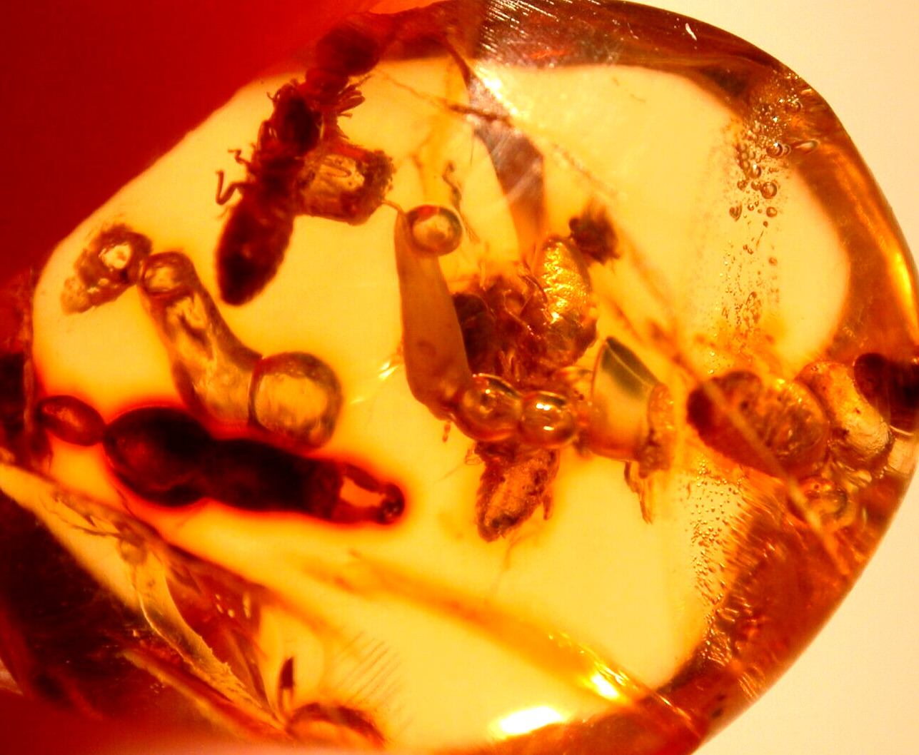 3 Worker Termites with Methane Bubbles in Dominican Amber Fossil Gemstone