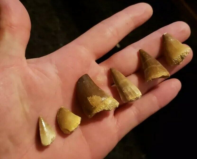 Mosasaur Teeth From Africa ( EVERY PURCHASE HAS A SET OF 5 TEETH)