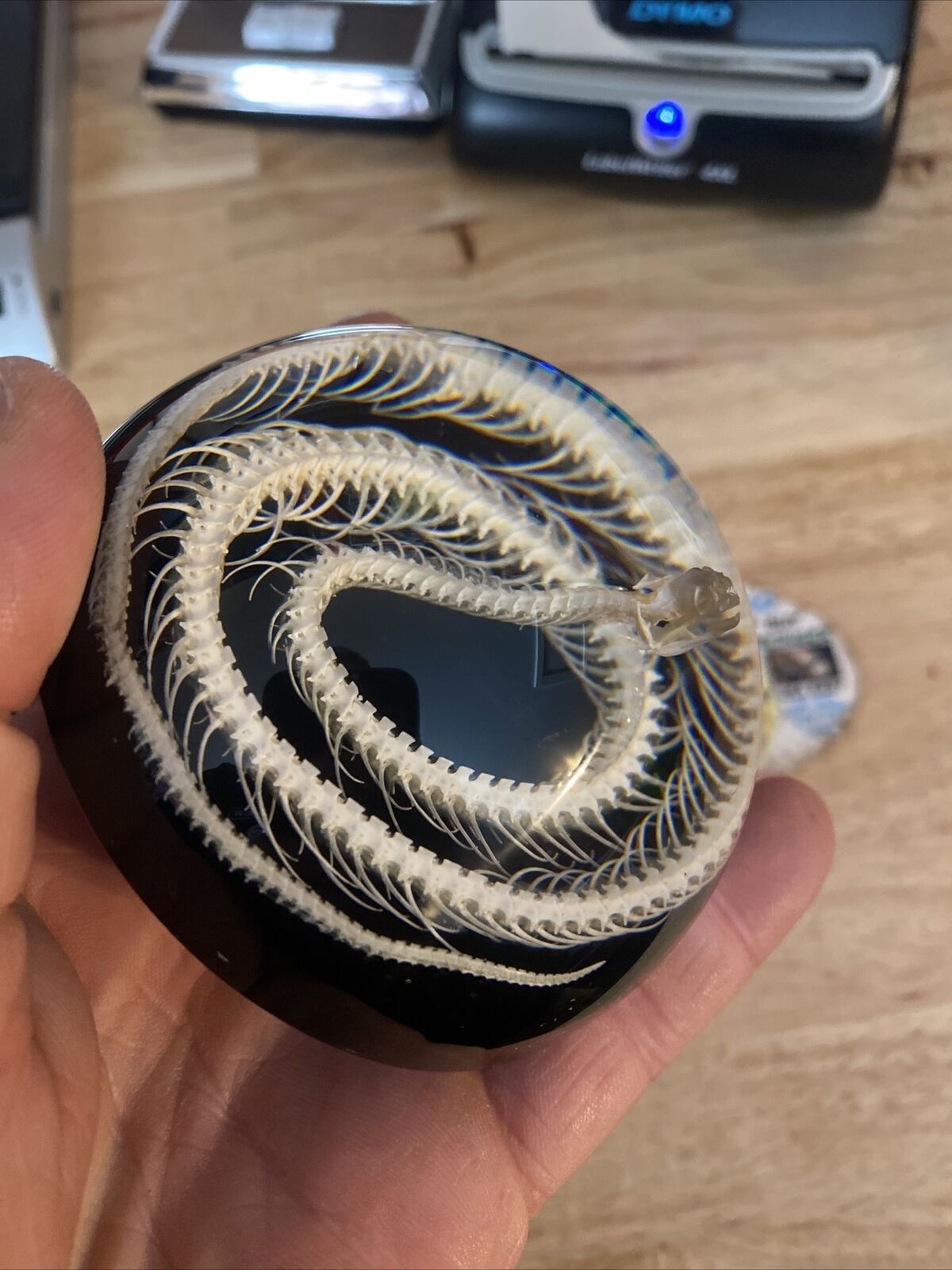 Snake Skeleton Paperweight 1/2 LBS Reptile Collector TAXIDERMIST UNIQUE GIFT