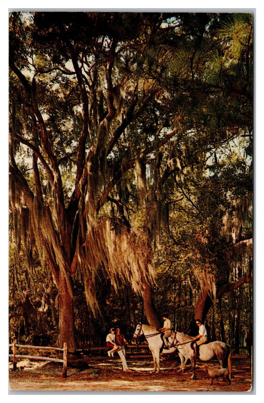 Sea Pines Plantation, Hilton Head Island, South Carolina Postcard