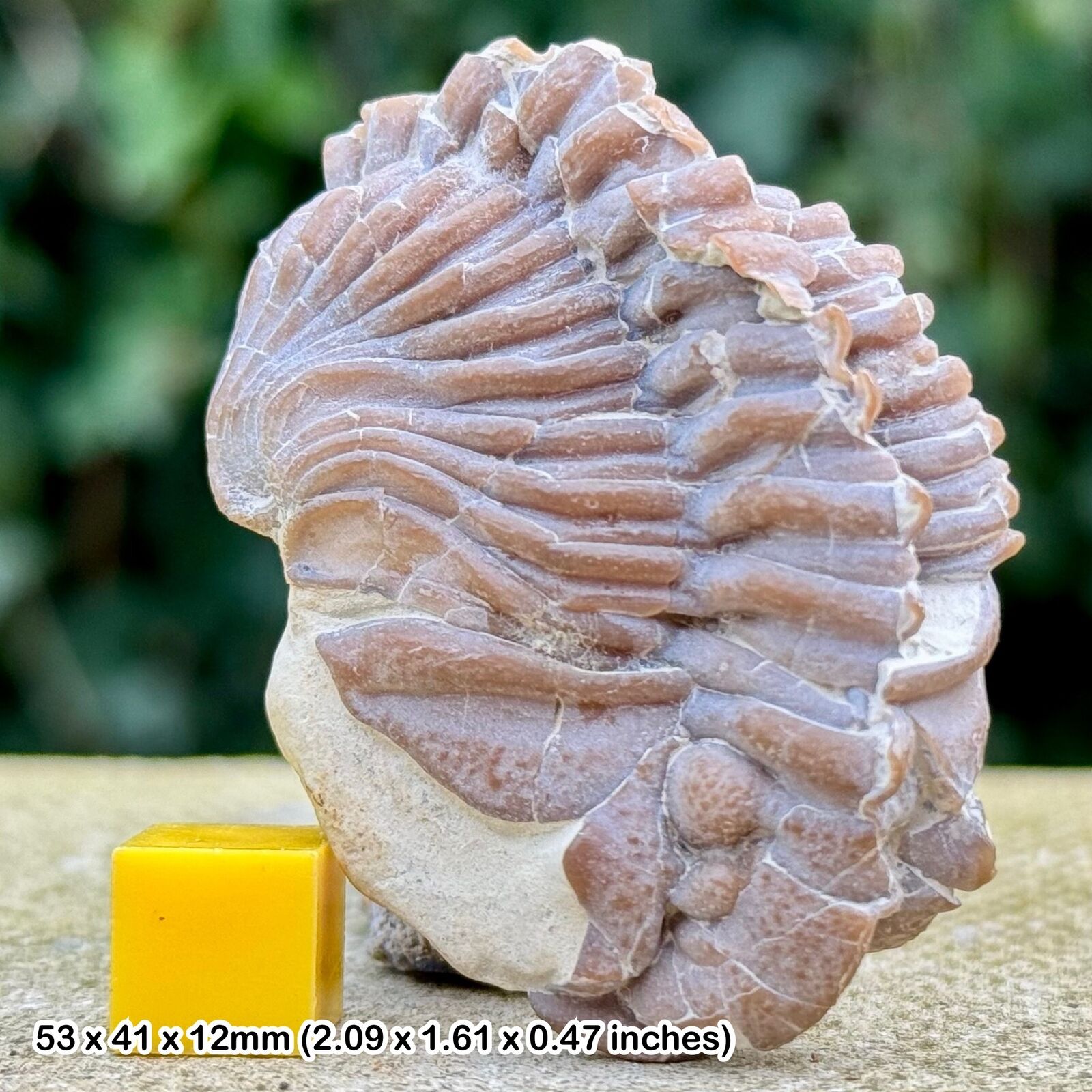 Exquisite Rare Diacalymene Clavicula Trilobite Fossil - Silurian, Oklahoma, USA