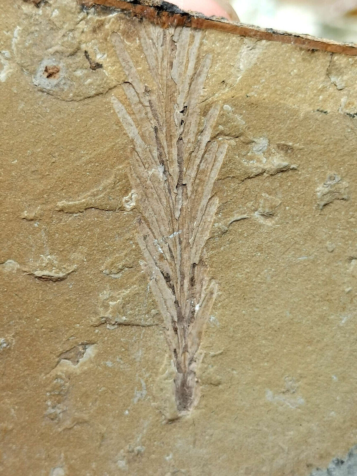 Jurassic leaf plant Fossils from the Ice Age