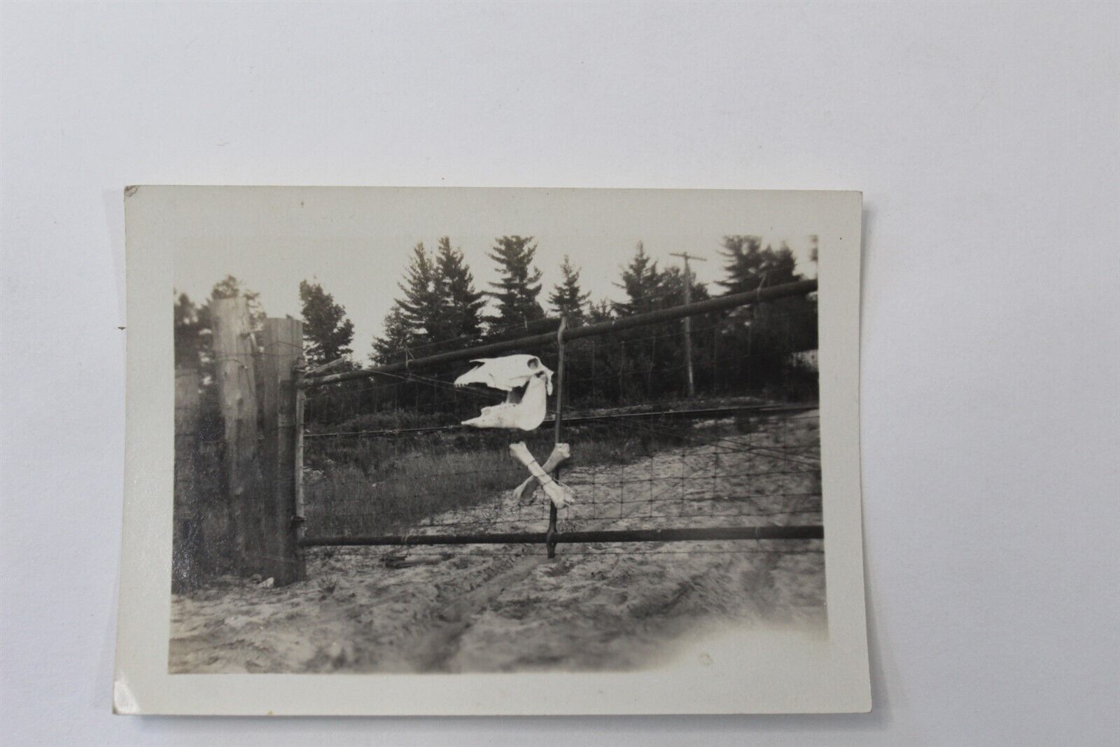 Ca. 1930\'s Black & White Photo Skull & Cross Bones on Farm Gate