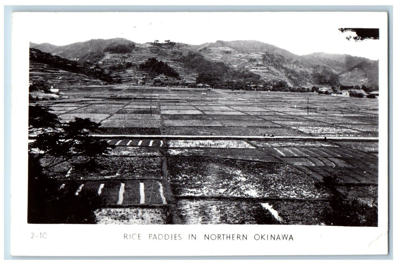 Japan Postcard Rice Paddies in North Okinawa c1920s Unposted Antique RPPC Photo
