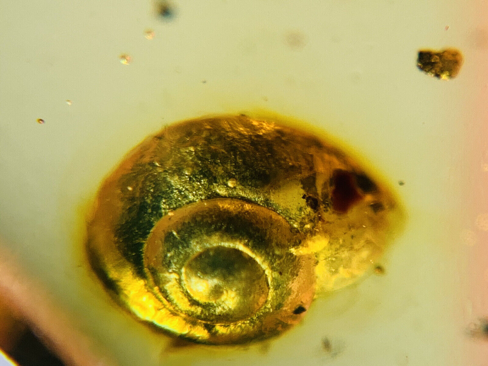 Unique Cretaceous Snail Burmite Myanmar Burmese Amber insect fossil dinosaur age