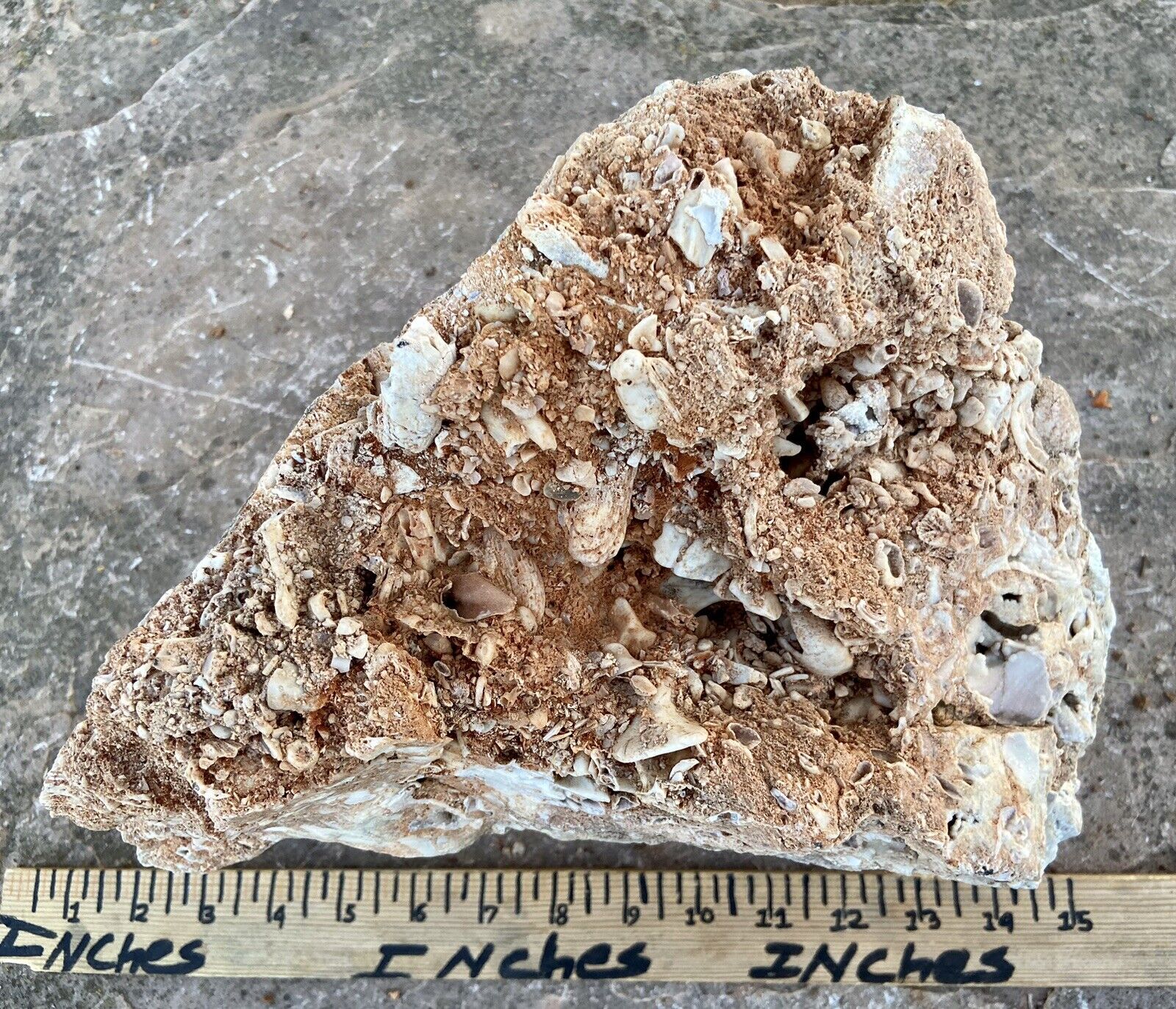 *UNIQUE* Big 22 Lb Sparkling Crystalized Sea Fossil Conglomerate Display Rock TX