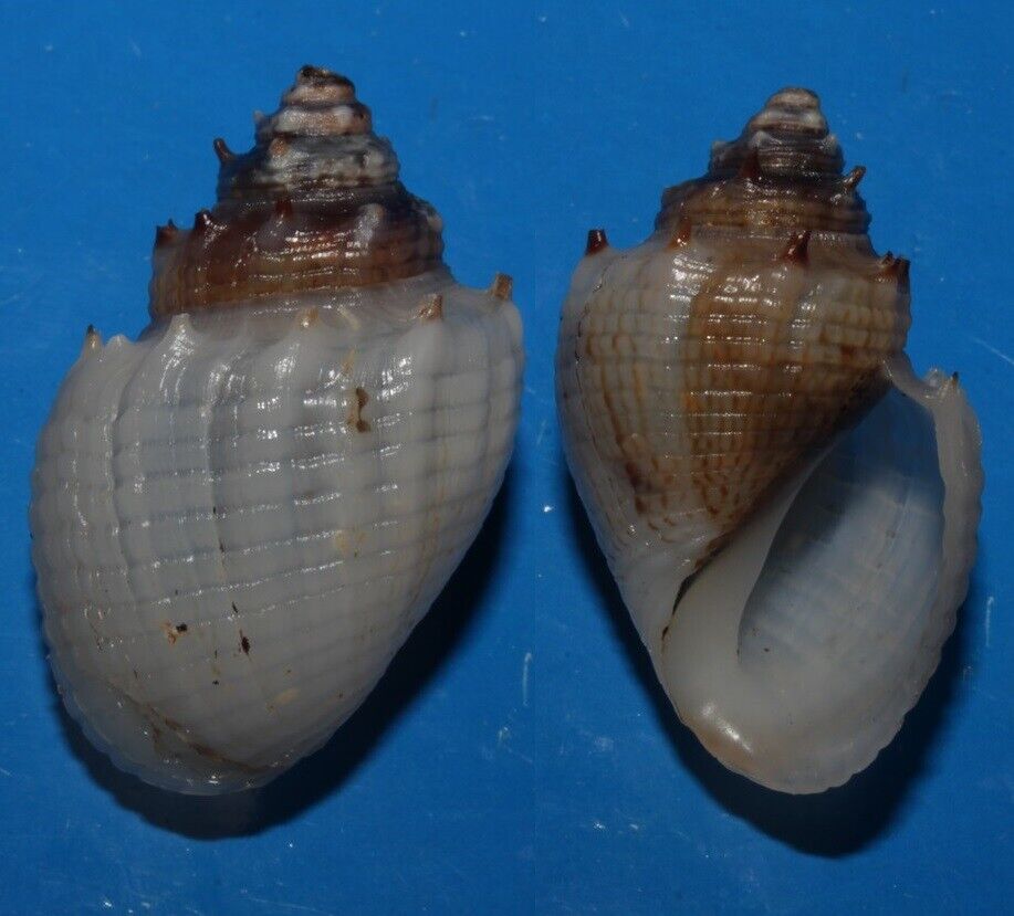 Seashell Thiara cancellata HAIRY SNAIL 30mm F+++/GEM Superb Black  Freshwater